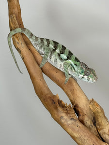 SAMBAVA Panther Chameleon: (E31)