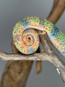 AMBILOBE Panther Chameleon: (J4)