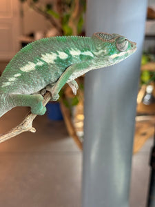 AMBILOBE Panther Chameleon: (E3)