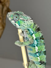 Load image into Gallery viewer, Ambilobe Male Panther Chameleon: Flash x Opal (E18)
