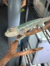 Load image into Gallery viewer, SURPRISE! Panther Chameleon: (E7)
