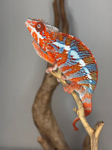 AMILOBE Panther Chameleon: (E34)