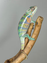 Load image into Gallery viewer, AMBILOBE Panther Chameleon: (E19)
