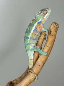 AMBILOBE Panther Chameleon: (E19)