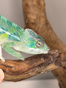 SAMBAVA Panther Chameleon: (E19)