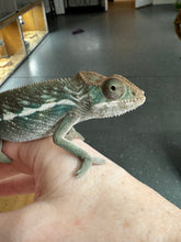 Load image into Gallery viewer, AMBILOBE Panther Chameleon: Frank x Sandy (E11)
