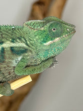 Load image into Gallery viewer, AMBANJA Panther Chameleon: (E7)
