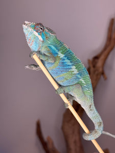 AMBILOBE Panther Chameleon: (E22)