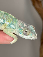 Load image into Gallery viewer, AMBILOBE Panther Chameleon: (E21)
