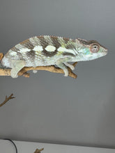 Load image into Gallery viewer, SAMBAVA Panther Chameleon: (E23)
