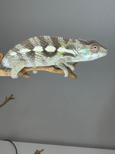 SAMBAVA Panther Chameleon: (E23)