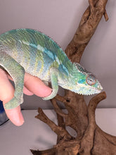 Load image into Gallery viewer, AMBILOBE Panther Chameleon: (E10)
