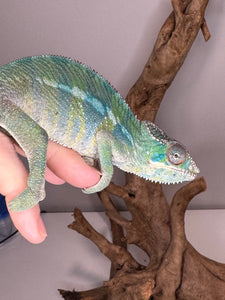 AMBILOBE Panther Chameleon: (E10)