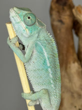 Load image into Gallery viewer, NOSY BE Panther Chameleon male: (E28)
