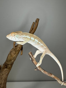 AMBILOBE FEMALE Panther Chameleon: 🚺 (S12)