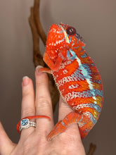 Load image into Gallery viewer, AMBILOBE Panther Chameleon: (E16)
