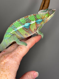 AMBILOBE Panther Chameleon male: (E6)