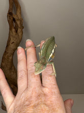 Load image into Gallery viewer, Ambilobe Panther Chameleon (E7) – Vibrant Male from Premium Bloodline
