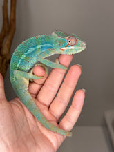 Load image into Gallery viewer, AMBILOBE Male Panther Chameleon: (E30)
