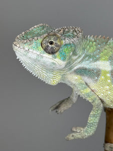 SAMBAVA Panther Chameleon: (E23)