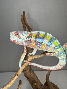 AMBILOBE Panther Chameleon: (J3)