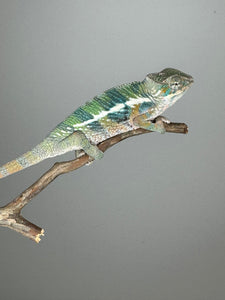 AMBILOBE Panther Chameleon: (E4)