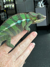 Load image into Gallery viewer, AMBILOBE Male Panther Chameleon: (E7)
