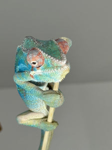 AMBILOBE Male Panther Chameleon: (E30)