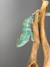 Load image into Gallery viewer, AMBANJA Panther Chameleon: (E22)
