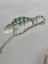 Load image into Gallery viewer, AMBILOBE Panther Chameleon: (E5)
