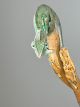 Load image into Gallery viewer, Ambilobe Male Panther Chameleon: Flash x Opal (E19)
