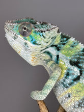 Load image into Gallery viewer, AMBILOBE Panther Chameleon: (E5)
