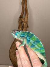 Load image into Gallery viewer, AMBILOBE Panther Chameleon: (E35)
