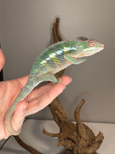 Load image into Gallery viewer, AMBILOBE Panther Chameleon: (E11)
