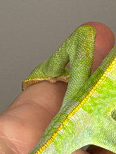 Load image into Gallery viewer, *LAST ONE* MALE Veiled Chameleon
