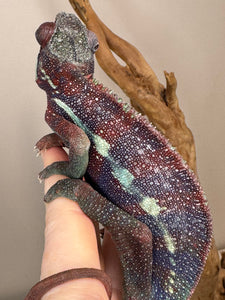 AMBANJA Panther Chameleon: (E15)