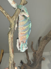 Load image into Gallery viewer, AMBILOBE Male Panther Chameleon: (E14)
