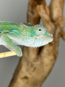 Ambilobe male panther chameleon: Flash x Opal (E23)