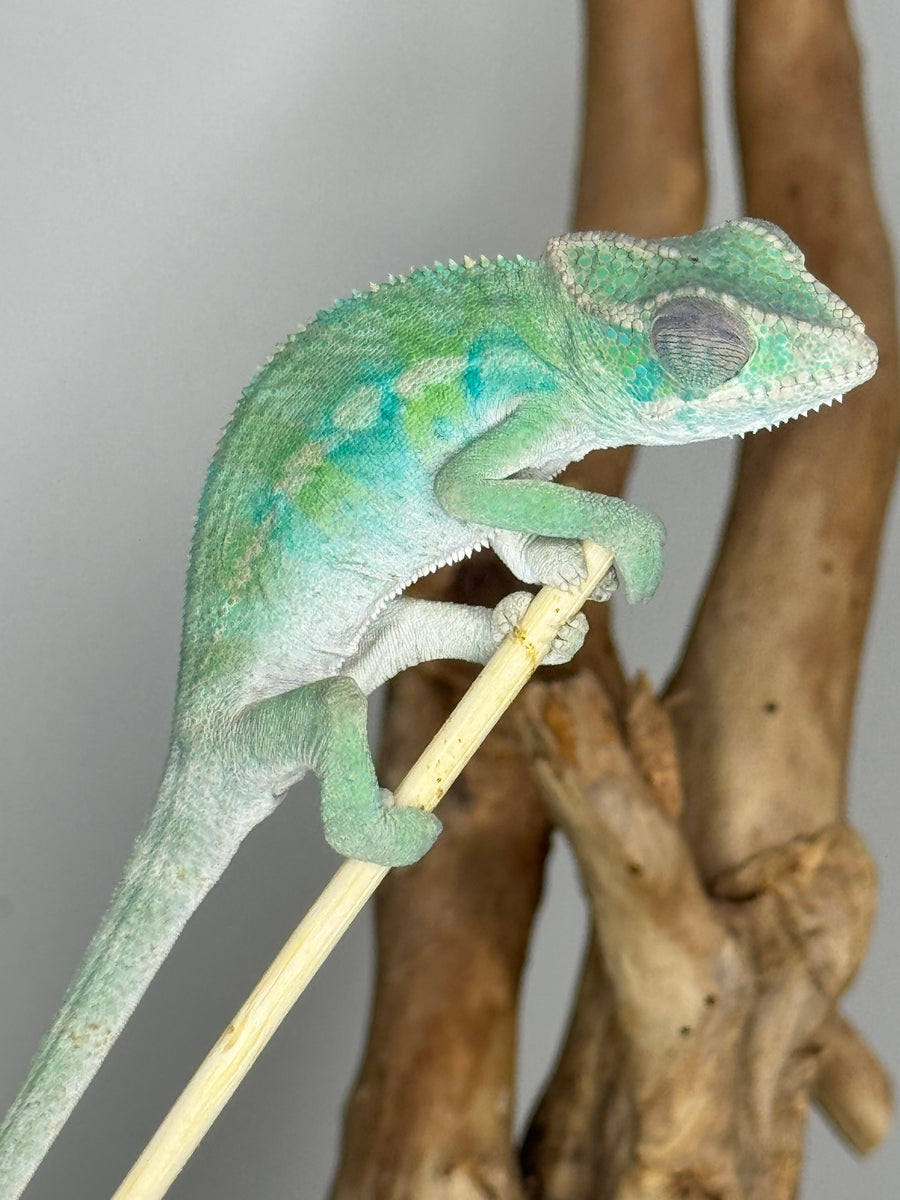 Ambilobe male panther chameleon: Flash x Opal (E23) – FramsChams ...