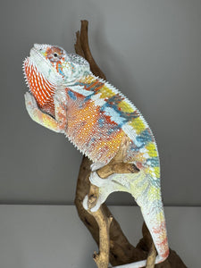 AMBILOBE Panther Chameleon: (J3)
