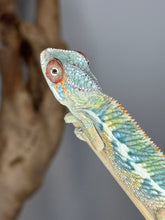 Load image into Gallery viewer, 🌈 Young Male Ambilobe Panther Chameleon | Flash Jr. x Aslan - Bold Coloration, Friendly Temperament | E34
