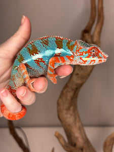 AMILOBE Panther Chameleon: (J1)