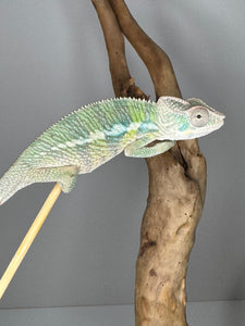 AMBILOBE Panther Chameleon male: (E4)