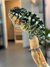 Load image into Gallery viewer, SAMBAVA Panther Chameleon: Marley x Mabel (Q11)
