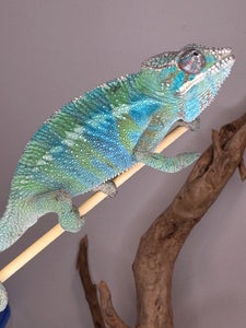 AMBILOBE Panther Chameleon: (E22)