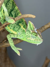 Load image into Gallery viewer, Calm Juvenile Female Veiled Chameleon – Captive Bred &amp; Healthy | S1
