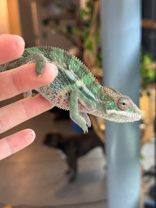 AMBILOBE Panther Chameleon: (E23)