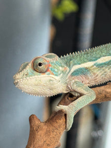 SURPRISE! Panther Chameleon: (E7)