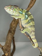 Load image into Gallery viewer, AMBILOBE Panther Chameleon: (E16)
