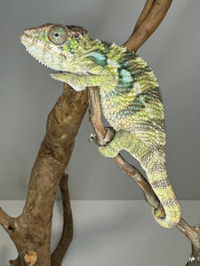 AMBILOBE Panther Chameleon: (E16)